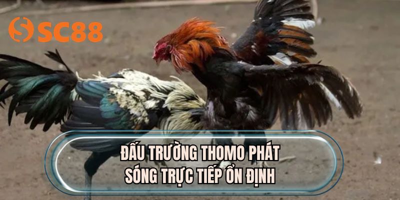 Đấu trường Thomo phát sóng trực tiếp ổn định